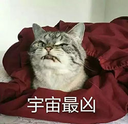 沙雕熊猫头表情包水果10